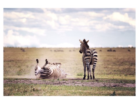 Photographie de zèbre
