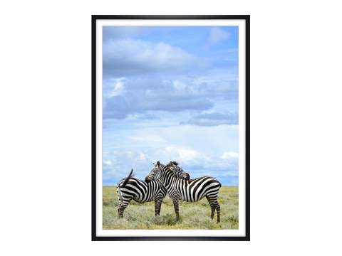 Zebras Poster