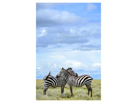 Zebras Poster