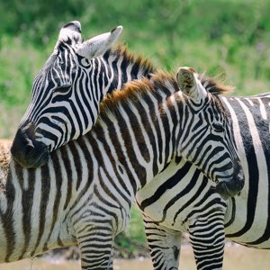 Zebras in Love