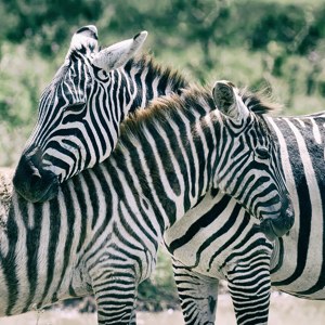 Zebras in Love