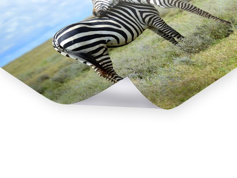 Zebra foto