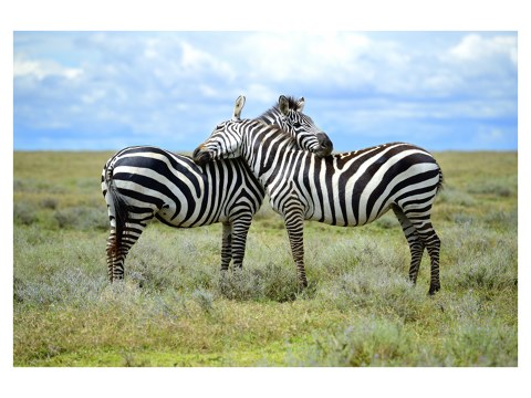 Zebra foto