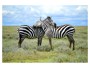 Zebra foto