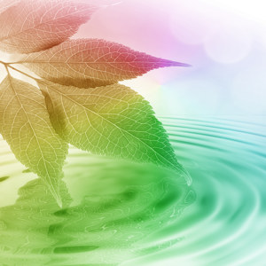 photo de feuille zen